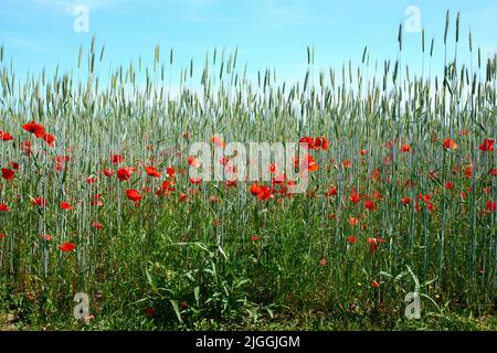 Campi di grano con papaveri all'inizio dell'estate. Una foto della campagna all'inizio dell'estate. Foto Stock