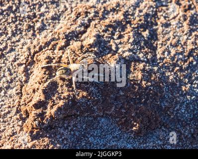 Wolf Spider (Tetralycosa alteripa?) Su una piccola cresta di fango nel letto di sale secco del lago Ballard, Australia Occidentale. Foto Stock