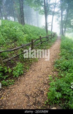 Nebbia di montagna sul sentiero Appalachian a Neels Gap (Neel Gap) nelle montagne della Georgia nord-orientale. (USA) Foto Stock