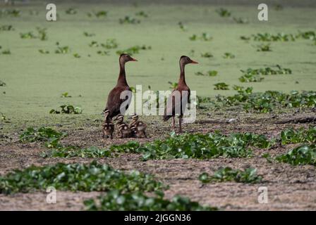 Coppia riproduttiva di anatre fischianti dalle bugnature nere con cinque anatelle soffici. Fotografato in Texas con profondità di campo poco profonda. Foto Stock