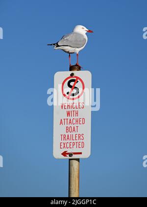 Gabbiano d'argento maturo, o gabbiano di mare, appollaiato in cima ad un segno non in piedi in un parcheggio di mare Foto Stock
