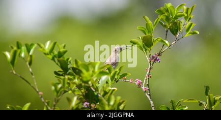 La femmina di uccello del sole di Loten arroccato su un ramo di albero fiorito nel suo habitat naturale, sfondo verde bokeh. Foto Stock