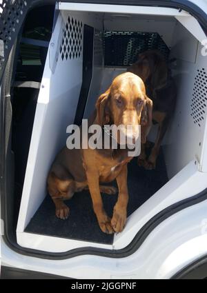 Los Angeles, California, USA 9th luglio 2022 K9 Bloodhound Piper al Los Angeles Police Museum evento che celebra K9 cani della Divisione K9 di piper e LAPD al Los Angeles Police Museum il 9 luglio 2022 ad Highland Park, Los Angeles, California, USA. Foto di Barry King/Alamy Stock Foto Foto Stock