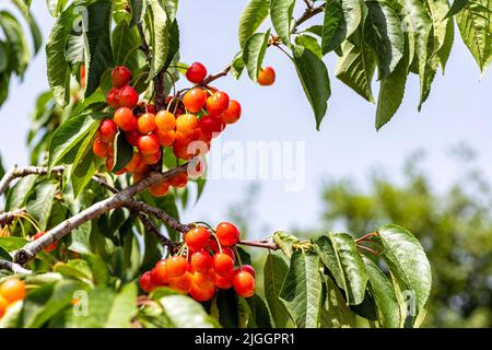 Bacche mature di ciliegie rosse appendono su rami tra fogliame verde su un albero in un giardino. Israele Foto Stock