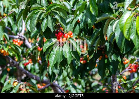 Bacche mature di ciliegie rosse appendono su rami tra fogliame verde su un albero in un giardino. Israele Foto Stock