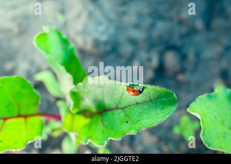 Ladybug si siede su una foglia di una barbabietola crescente primo piano in gocce di rugiada del mattino Foto Stock