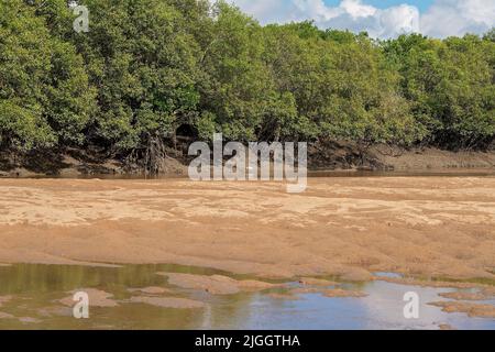 Una riva del fiume a bassa marea che mostra una riva di sabbia, mangrovie e un uccello bianco, cielo nuvoloso. Foto Stock