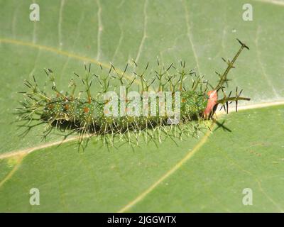 Primo piano di una larva di falena di specie ignote isolata su una foglia verde dalla giungla del Belize, America Centrale Foto Stock