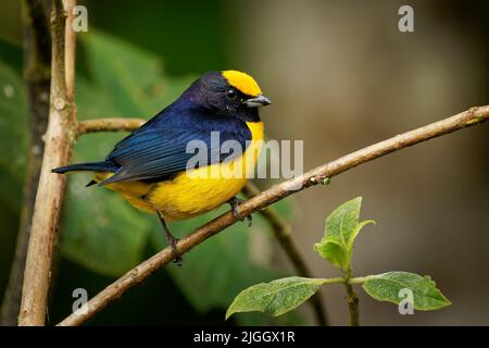 Euphonia con ornamento arancione - Euphonia xanthogaster uccello nero e giallo della famiglia dei Finchi Fringillidae, trovato in Sud America, subtropicale o tropicale Foto Stock