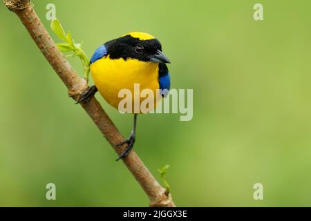 Tanager montano con spalla blu o alare blu - Anisognathus somptuosus uccello giallo in Thraupidi, foresta di altopiano e boschi nelle Ande di Boli Foto Stock