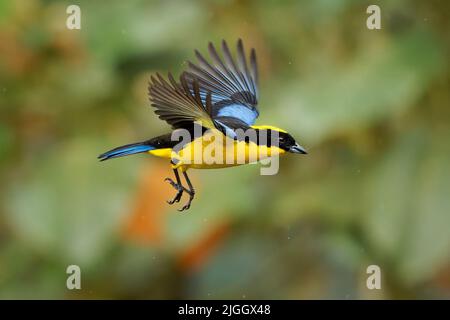 Tanager montano con spalla blu o alare blu - Anisognathus somptuosus uccello giallo in Thraupidi, foresta di altopiano e boschi nelle Ande di Boli Foto Stock