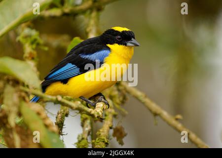 Tanager montano con spalla blu o alare blu - Anisognathus somptuosus uccello giallo in Thraupidi, foresta di altopiano e boschi nelle Ande di Boli Foto Stock