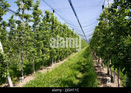 Moderno frutteto di mele con reti protettive contro la grandine in primavera Foto Stock