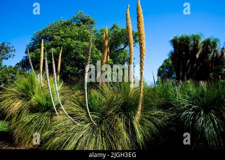 Pianta di Dasylirion della famiglia Asparagus Foto Stock