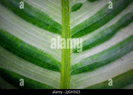Closeup astratto di foglia verde con motivo venoso piuma Foto Stock