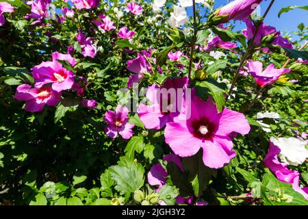 Rosa mallow (Hibiscus syriacus) fiori rosa fioritura in estate Foto Stock