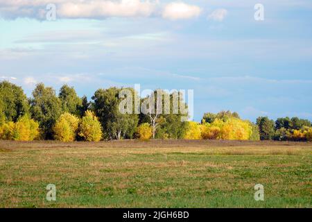 Autunno foresta di fronte ad un prato contro un cielo blu. Paesaggio autunnale Foto Stock