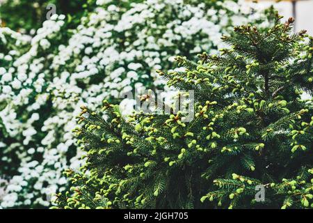 Germogli verdi di un abete giovane fiorito su uno sfondo di fiori bianchi Foto Stock