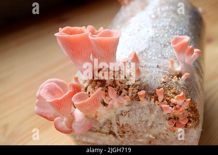Primo piano di funghi rosa immaturi Oyster che crescono dalla sacca di spawn Foto Stock
