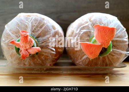 Diversi stadi di funghi rosa immaturi Oyster che crescono da sacchi di uova Foto Stock