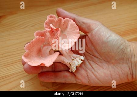 Funghi rosa di ostriche appena raccolti in mano Foto Stock