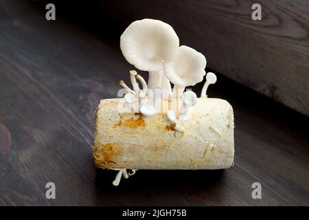 Funghi indiani d'ostrica maturati circondati da spille immature che crescono su mocelio Foto Stock