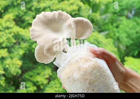 Sacco di uova di funghi Oyster indiani maturati coltivati come piante di casa in mano Foto Stock