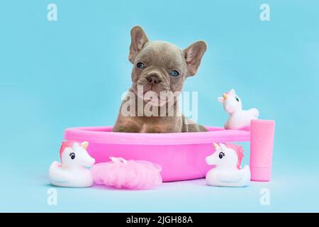 Isabella Puppy cane Bulldog francese in vasca rosa con anatre di gomma su sfondo blu Foto Stock