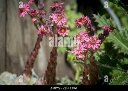 Primo piano di fioritura Sempervivum , comunemente noto come hooseleek Foto Stock