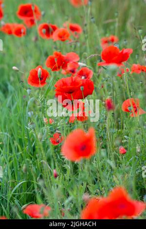 Papaveri di campo tra erbe e grano verde unmipe in una calda giornata estiva, Foto Stock