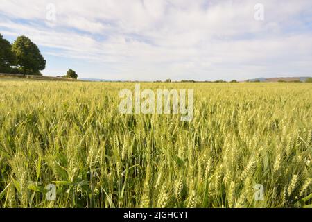 Campo di grano al mattino presto a Kaiserstuhl, a sud della Germania Foto Stock