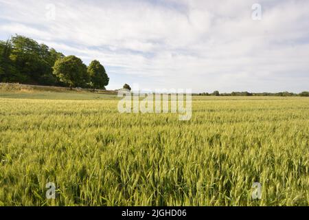 Campo di grano al mattino presto a Kaiserstuhl, a sud della Germania Foto Stock