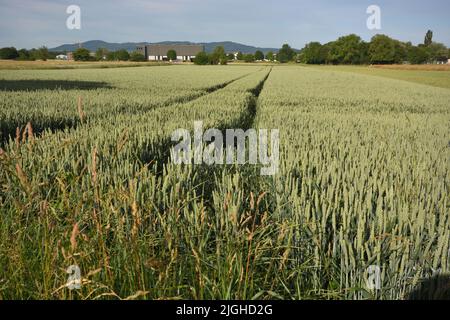 Campo di grano al mattino presto a Kaiserstuhl, a sud della Germania Foto Stock