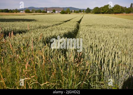 Campo di grano al mattino presto a Kaiserstuhl, a sud della Germania Foto Stock