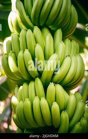 Banane verdi che crescono sugli alberi. Primo piano di frutti verdi tropicali di banane nella piantagione di banane, in Cambogia Foto Stock