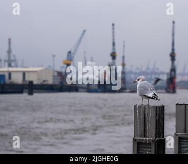 Un gabbiano è in piedi su un palo al Porto Foto Stock