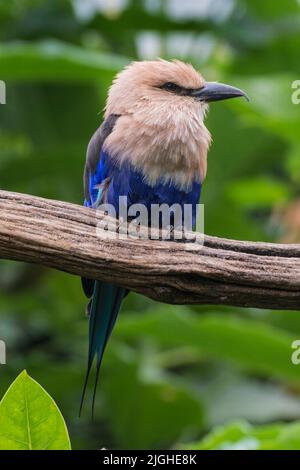 Un uccello africano a rulli con le bellie blu (coracias cyanogaster) che si arrangiano su un ramo (fotografato in cattività) Foto Stock