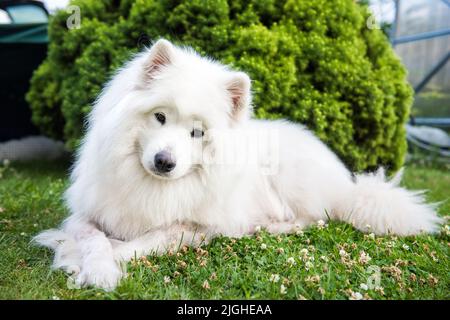 Grande cane bianco con capelli soffici di razza Samoyed Foto Stock