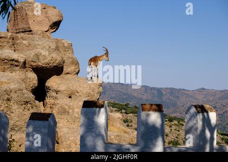 Ibex selvatico nella montagna pueblo di Comares nella regione Axarquia di Malaga, Andalucía, Spagna Foto Stock