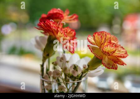 garofani gialli arancioni in estate davanti a una finestra Foto Stock