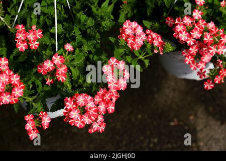 Verbena Hybida o Verbena Hortensis in giardino Foto Stock