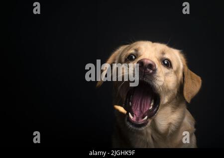 Studio fotografia di un Labrador Retriever in procinto di catturare il suo trattamento a mezz'aria Foto Stock