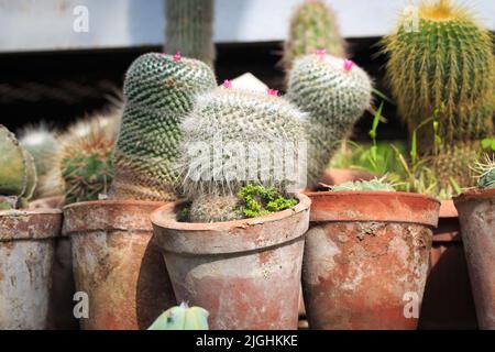 Raccolta di cactus in pentole. Decorazione del giardino. Vari tipi di bel giardino di cactus. Ripiani con pentole. Foto Stock