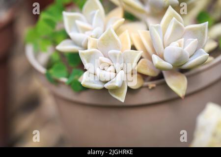 Graptopetalum parapuayense foglia struttura. Sfondo naturale. Primo piano per inserire il testo Foto Stock