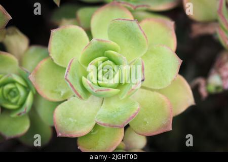 Struttura fogliare di Aeonium Kiwi o Aeonium haworthii. Sfondo naturale. Primo piano per inserire il testo Foto Stock