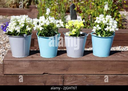 Un set di quattro piccole benne dipinte in acciaio con fiori che crescono da loro in un giardino moderno. Foto Stock