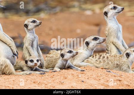 Famiglia Meerkat (mob) e bambini che guardano il cielo. Kalahari, Transfrontier National Park, Sudafrica Foto Stock