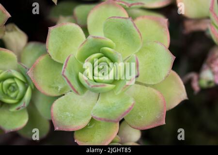 Struttura fogliare di Aeonium Kiwi o Aeonium haworthii. Sfondo naturale. Primo piano per inserire il testo Foto Stock