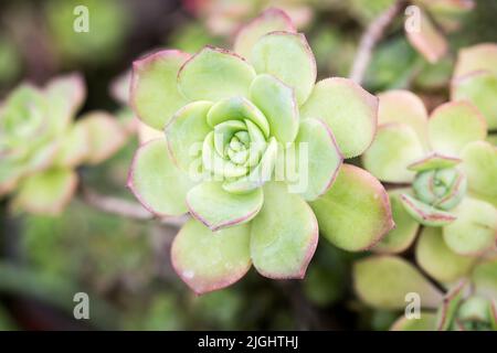 Struttura fogliare di Aeonium Kiwi o Aeonium haworthii. Sfondo naturale. Primo piano per inserire il testo Foto Stock