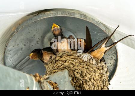 Le rondini si annidano. Famiglia di uccelli al nido, in attesa di cibo Foto Stock